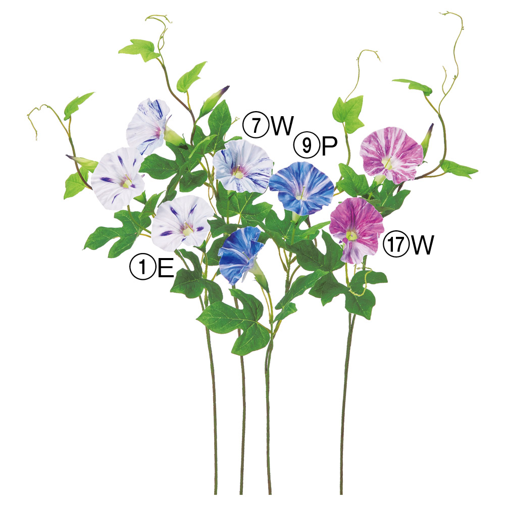 A-35345 アサガオ×２　つぼみ×１