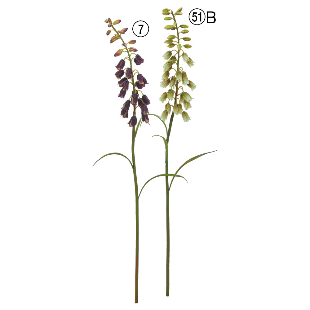 A-35354 フリチラリア