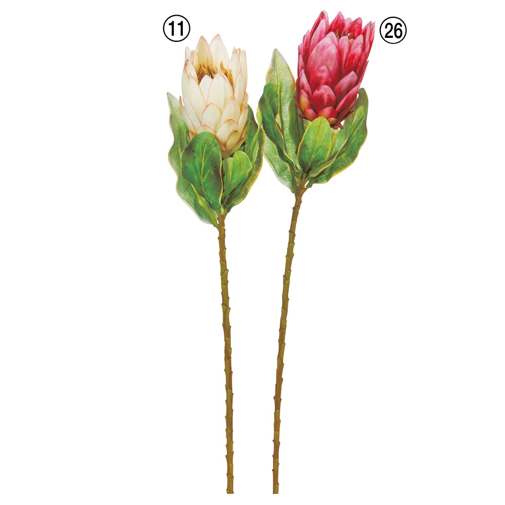 A-35356 プロテア