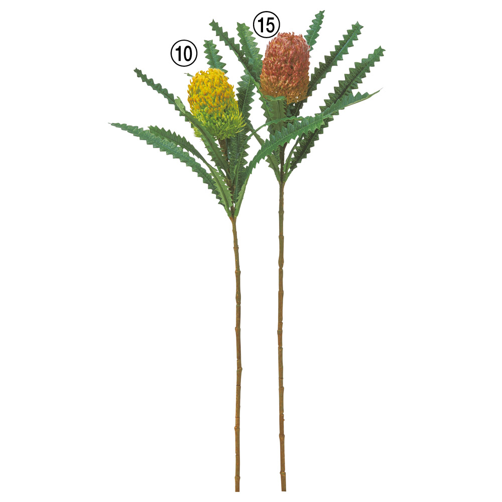 A-35357 バンクシア