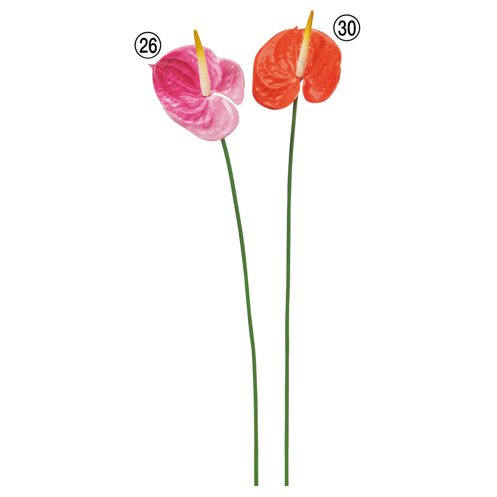 A-35361 アンスリウム