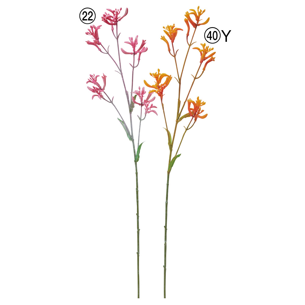 A-35364 カンガルーポー