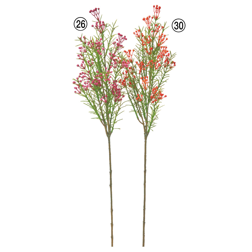 A-35365 ワックスフラワー