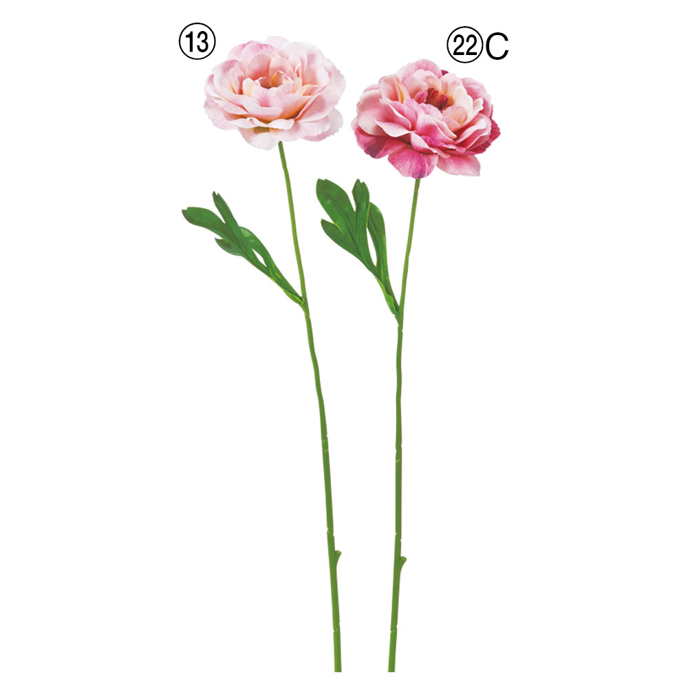 A-35375 ラナンキュラス