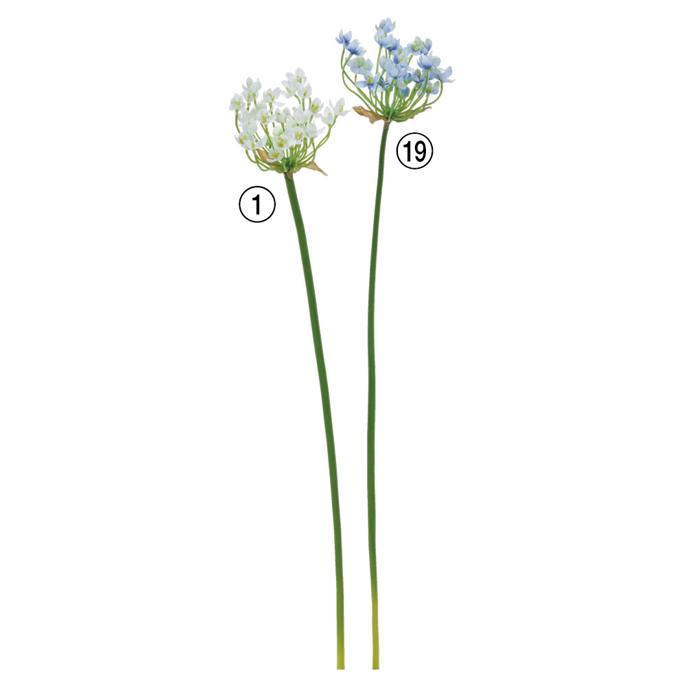 A-35387 コワニー