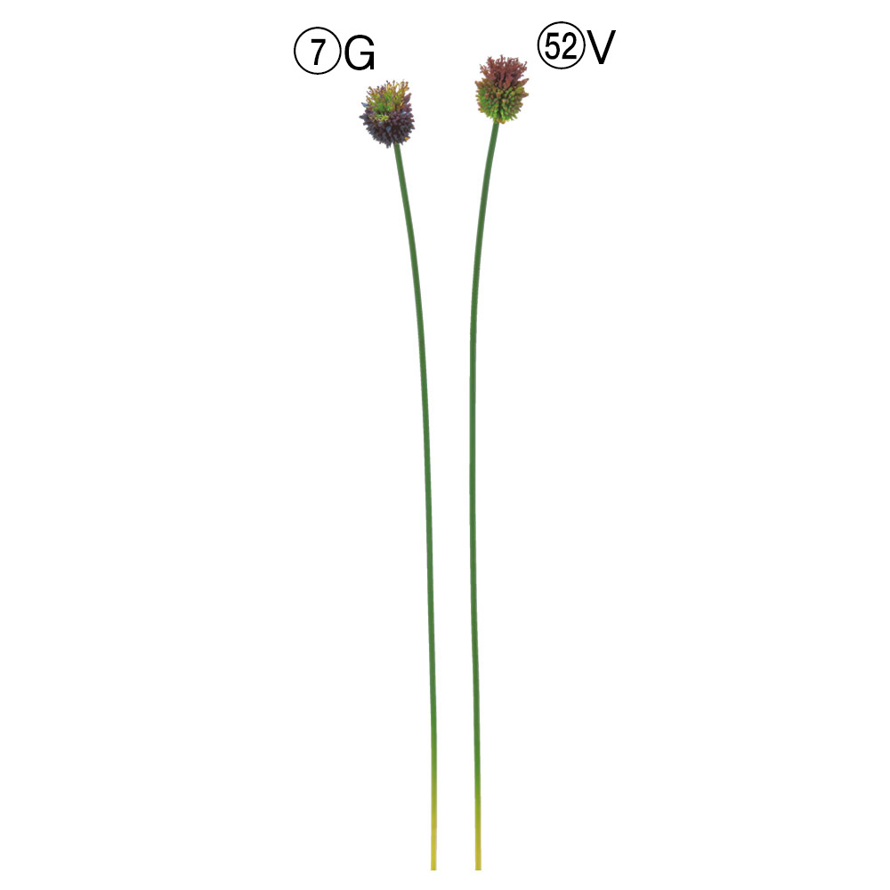 A-35388 丹頂アリウム