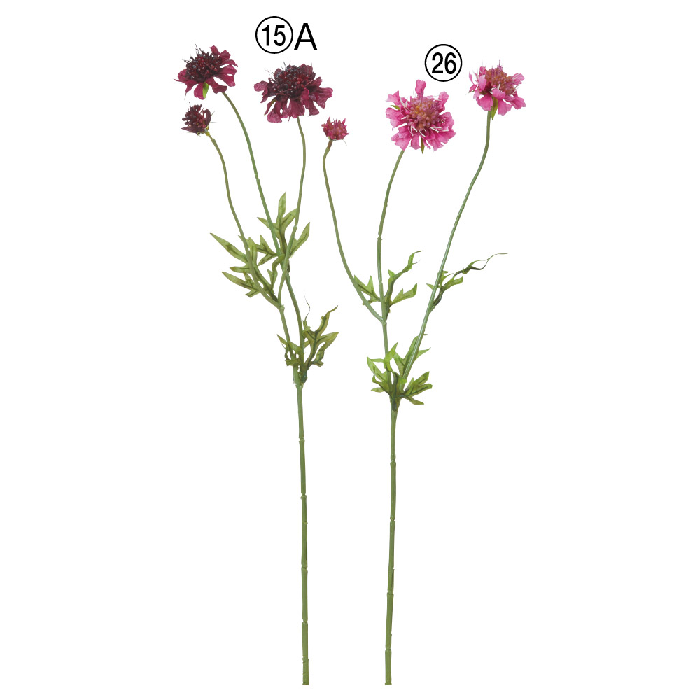 A-35389 スカビオサ×３