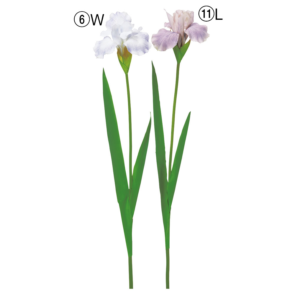 A-35406 アイリス