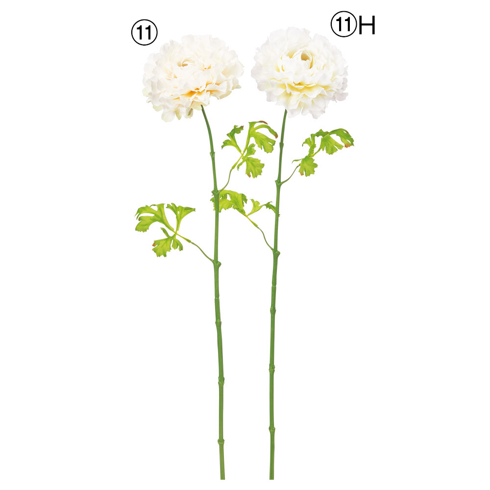 A-35413 ラナンキュラス