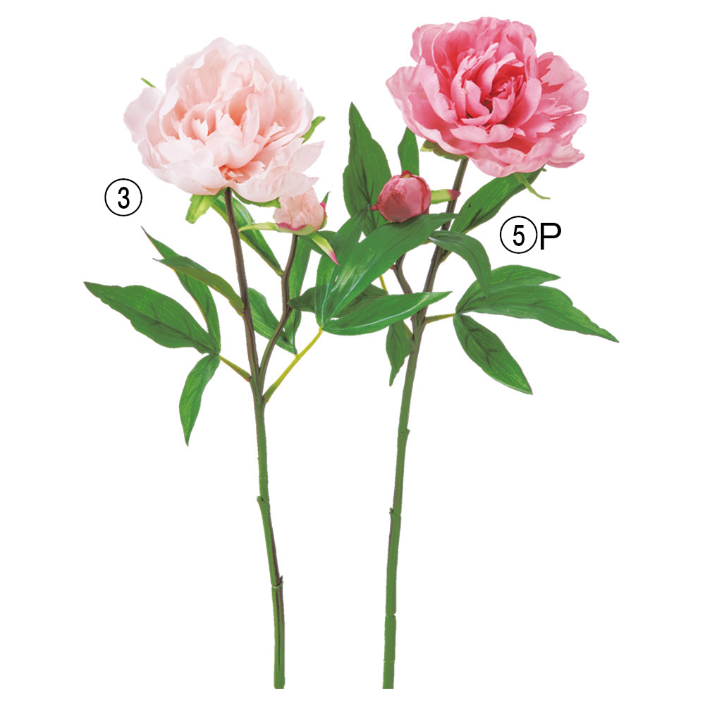 A-35421 ピオニーＸ１　つぼみＸ１