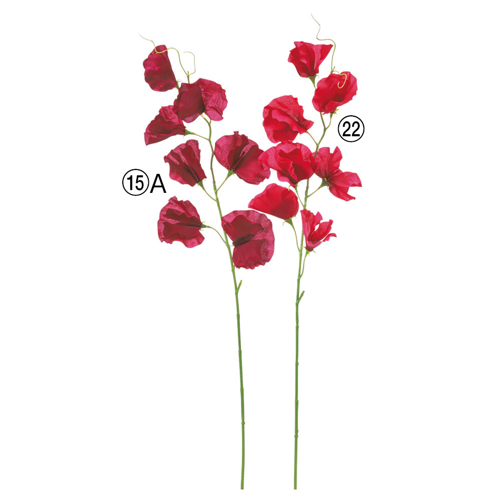 A-35430 スイトピーＸ７