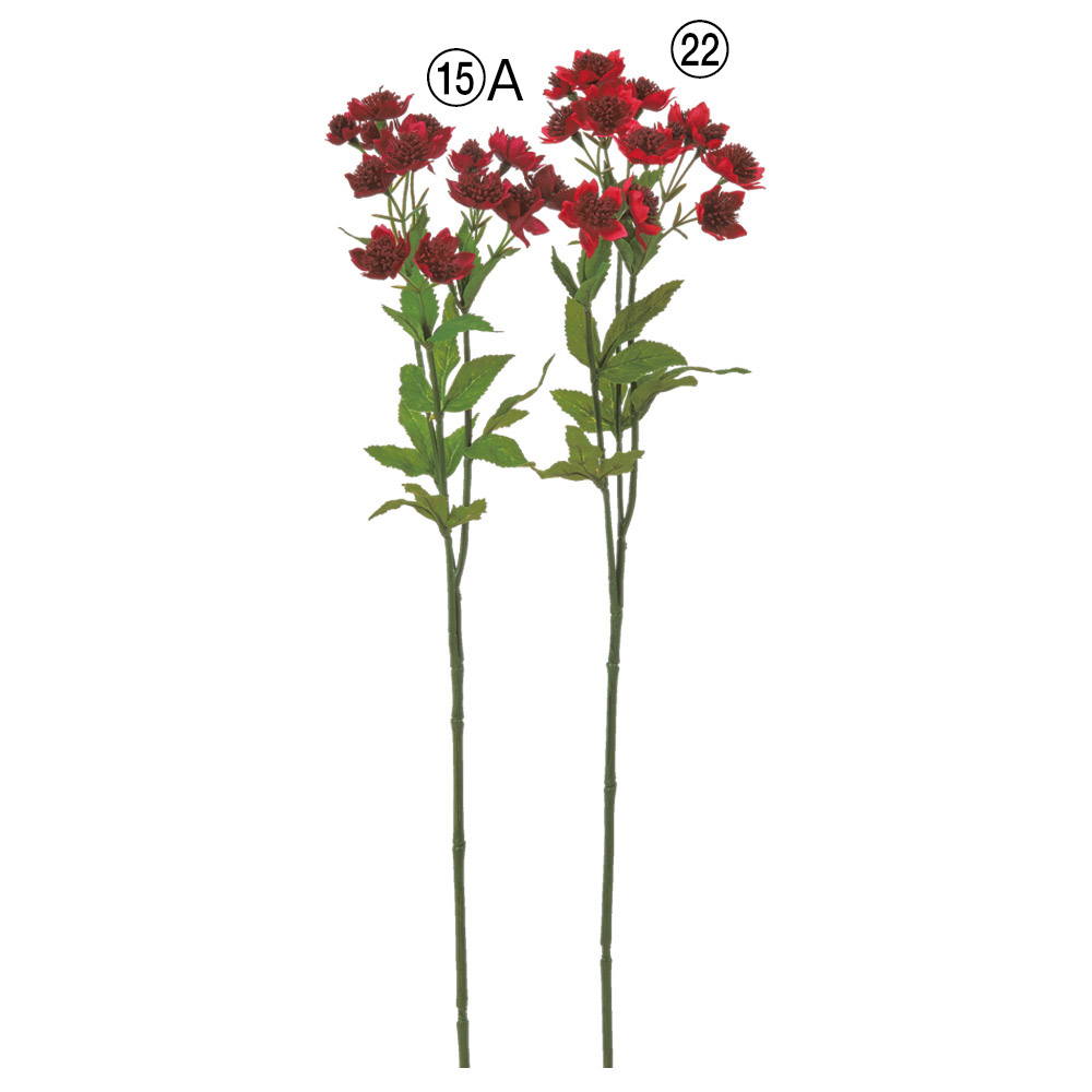 A-35434 アストランティア×１４