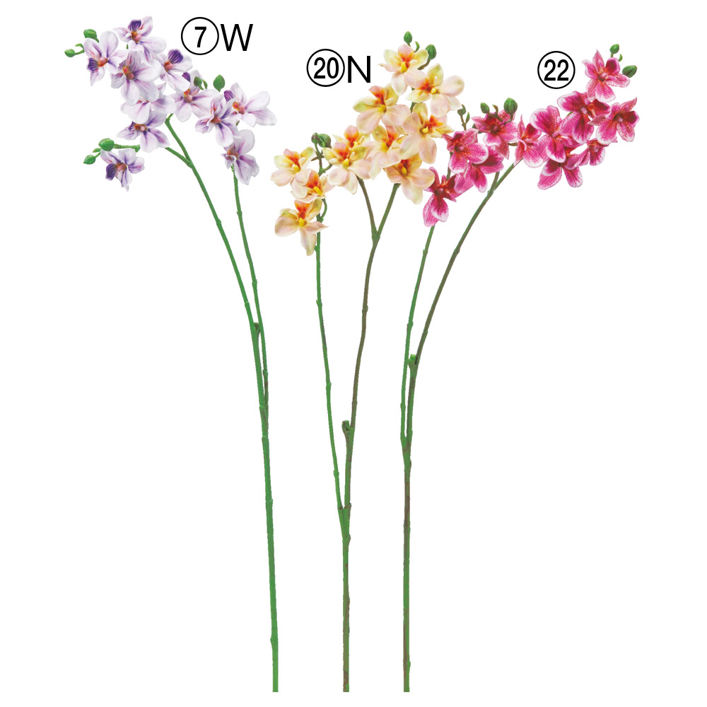 A-35442 オーキッドＸ１１　つぼみＸ６