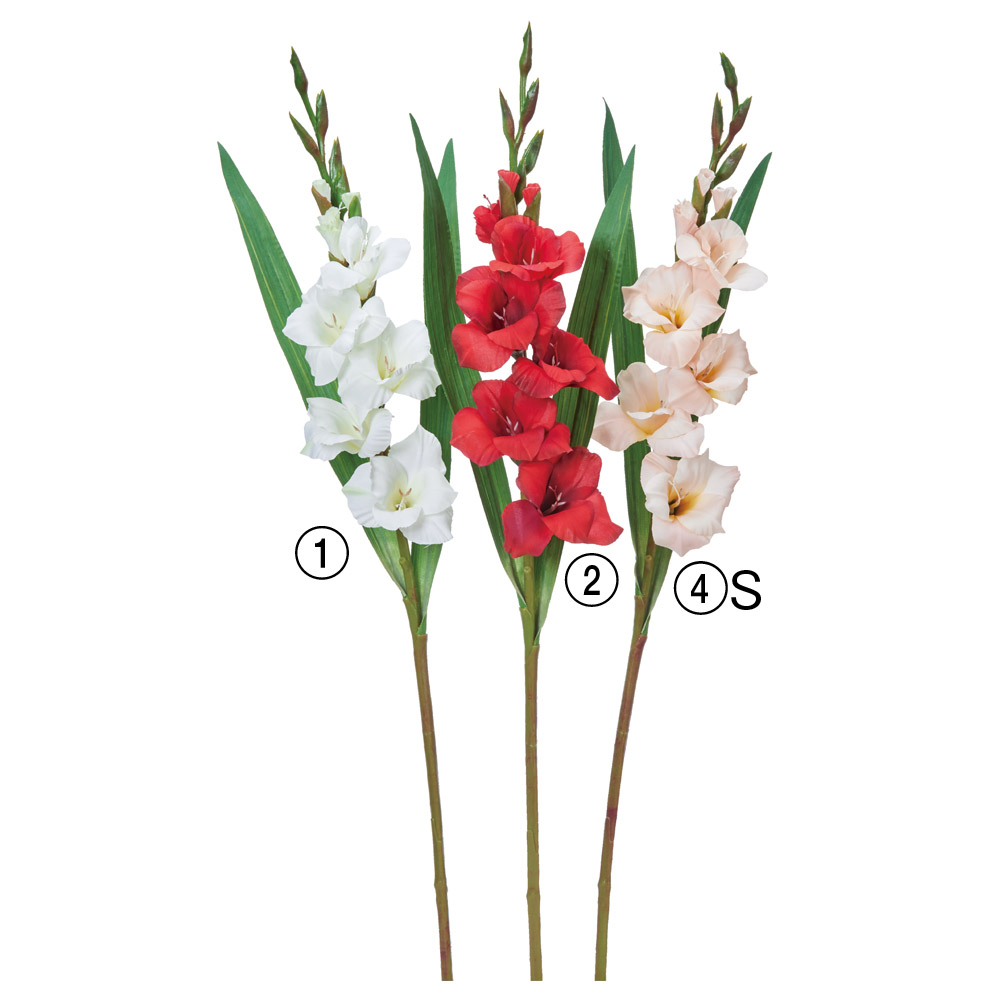 A-35450 グラジオラス×５　つぼみ×８