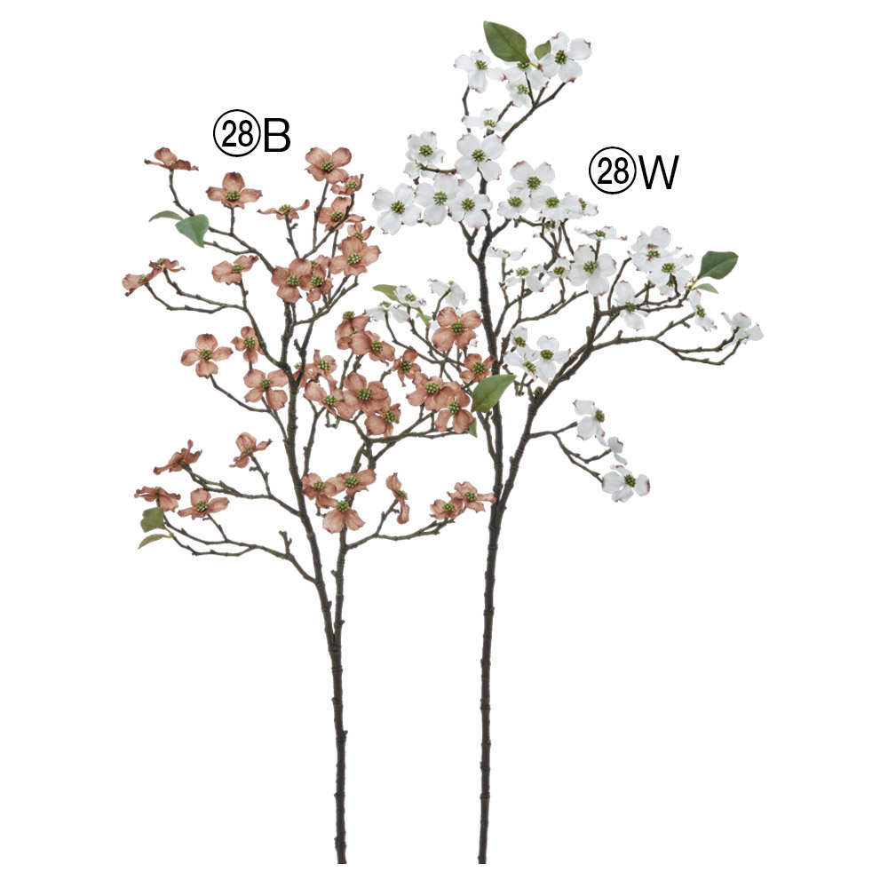 A-35452 ドッグウッド×４２