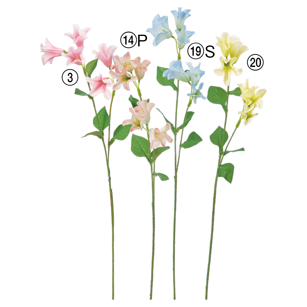 A-35453 カンパニュラ×６