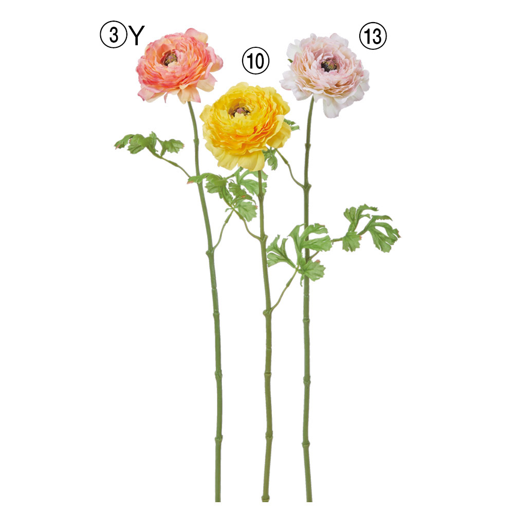 A-35454 ラナンキュラス