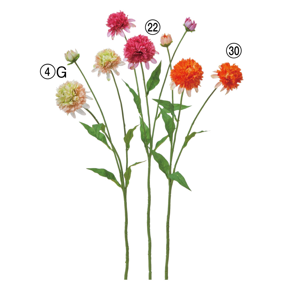 A-35456 エキナセア×２　つぼみ×１