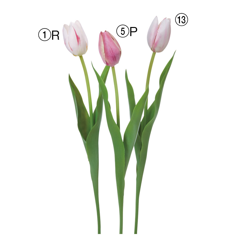 A-35460 チューリップ