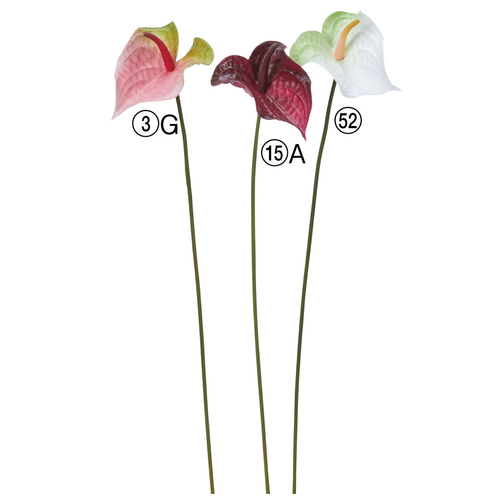 A-35480 アンスリウム