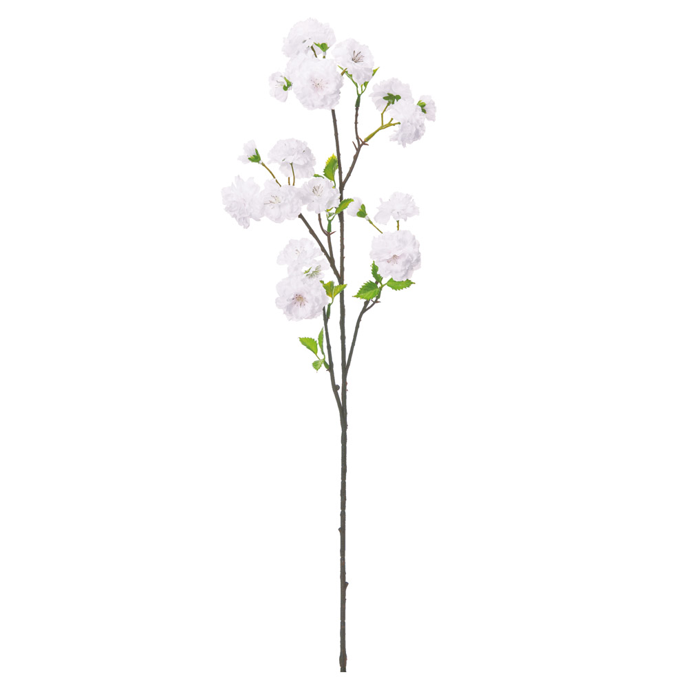 A-35503 ブロッサム×２２