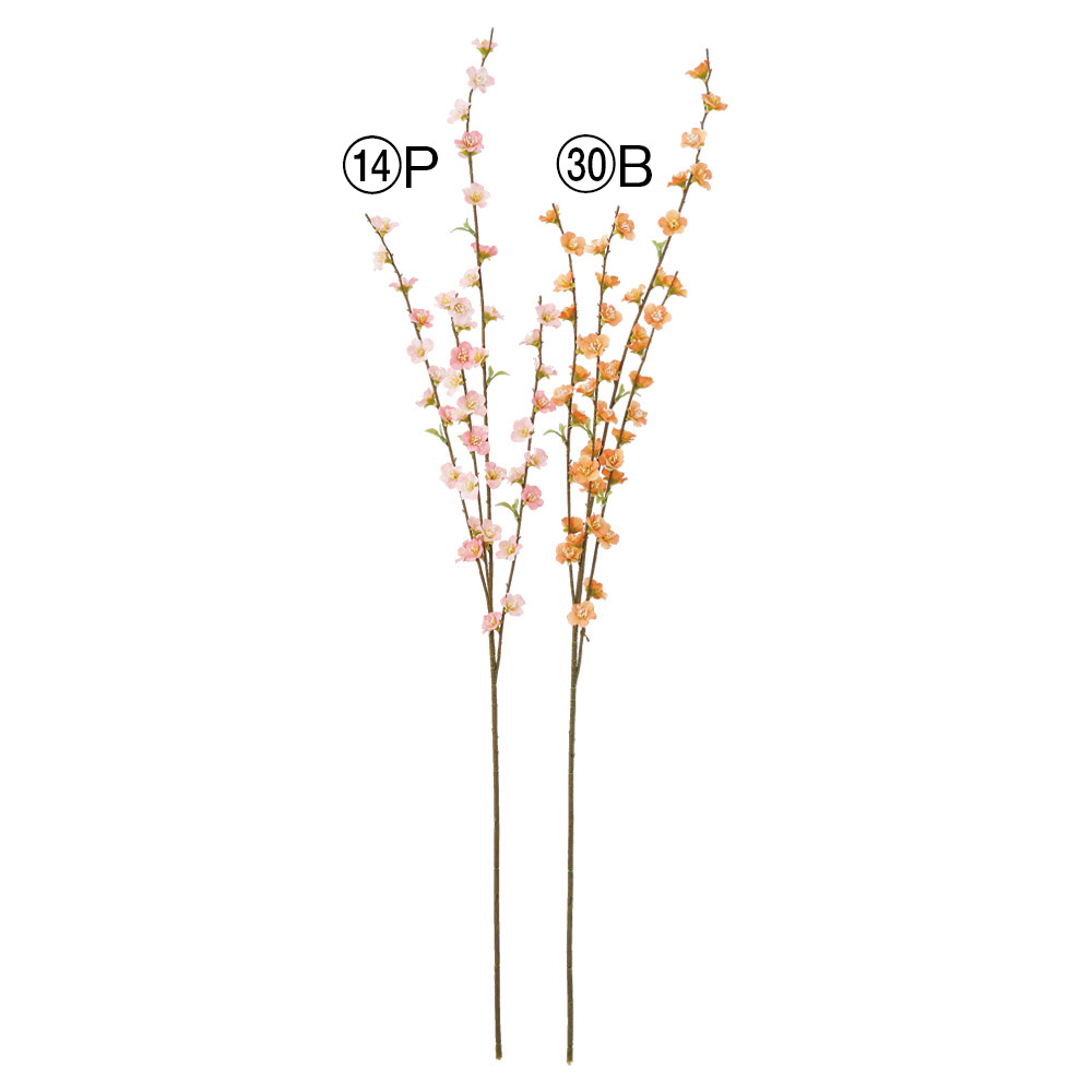 A-35504 ブロッサム×４６