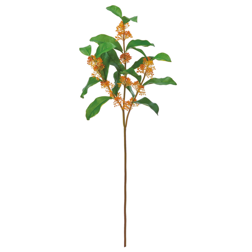 A-35505 キンモクセイ