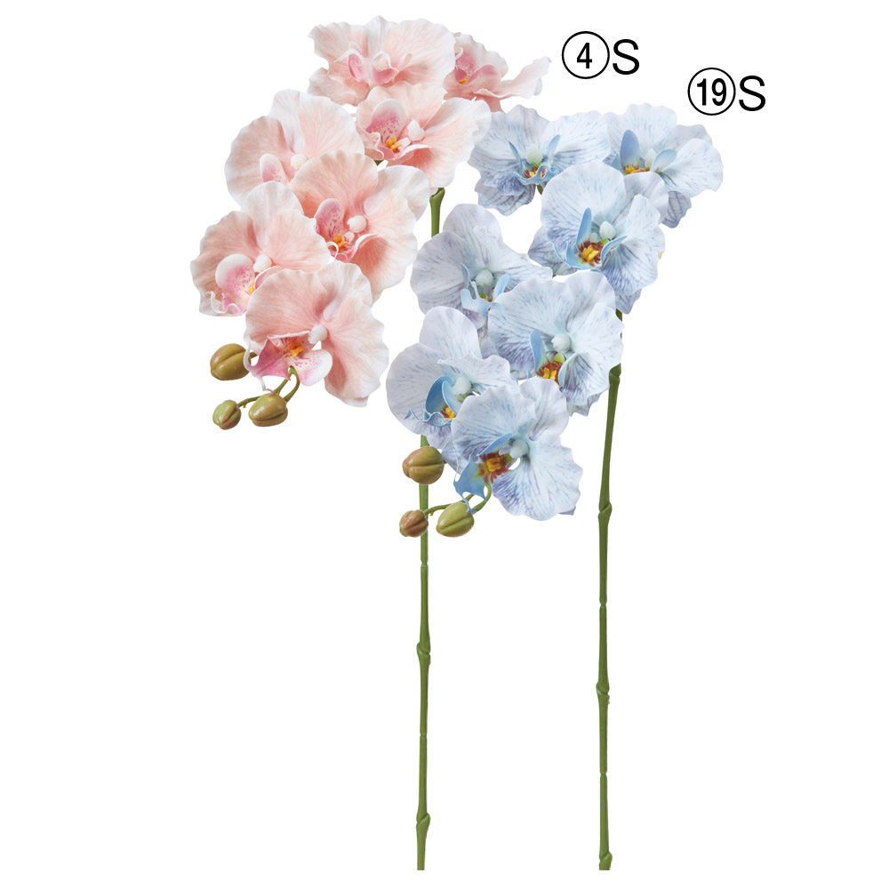 A-35514 コチョウラン×７　つぼみ×３