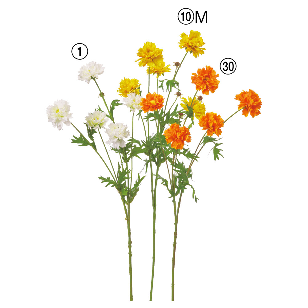 A-35516 キバナコスモス×５　つぼみ×２