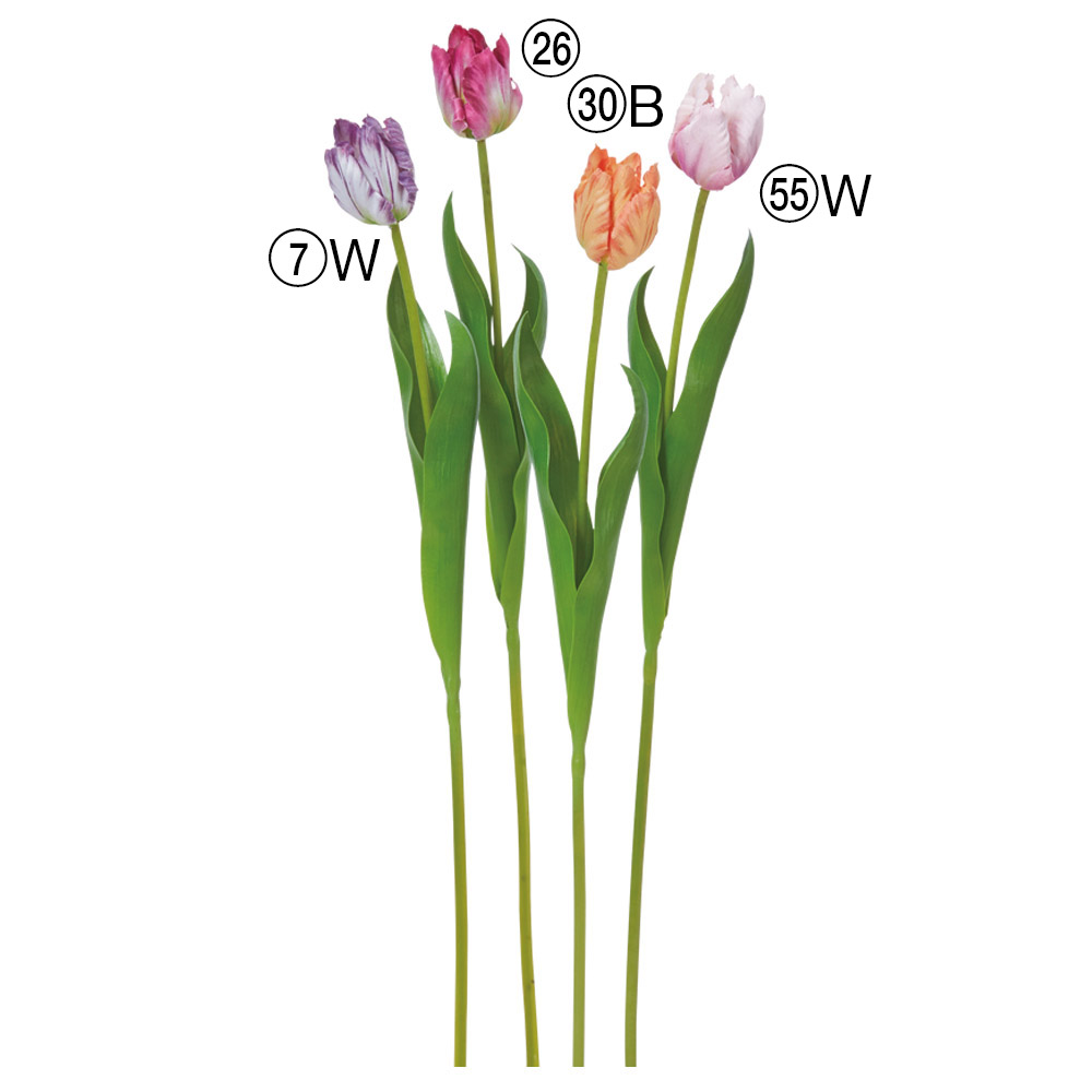 A-35522 チューリップ