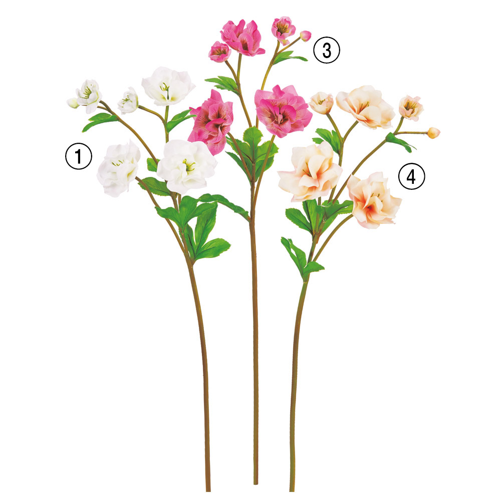 A-35527 クリスマスローズ×５　つぼみ×１