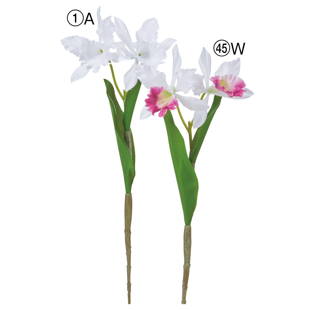 A-35529 カトレア×２