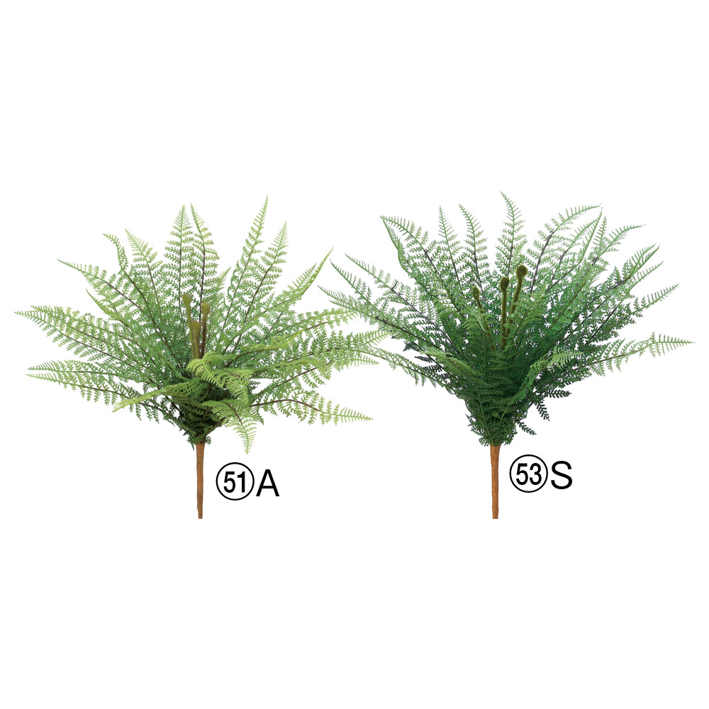 A-43853 ファーンブッシュ