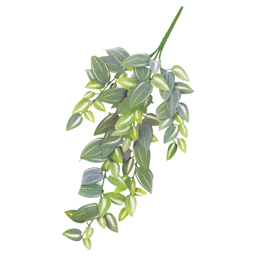 A-44757 トラディスカンティア