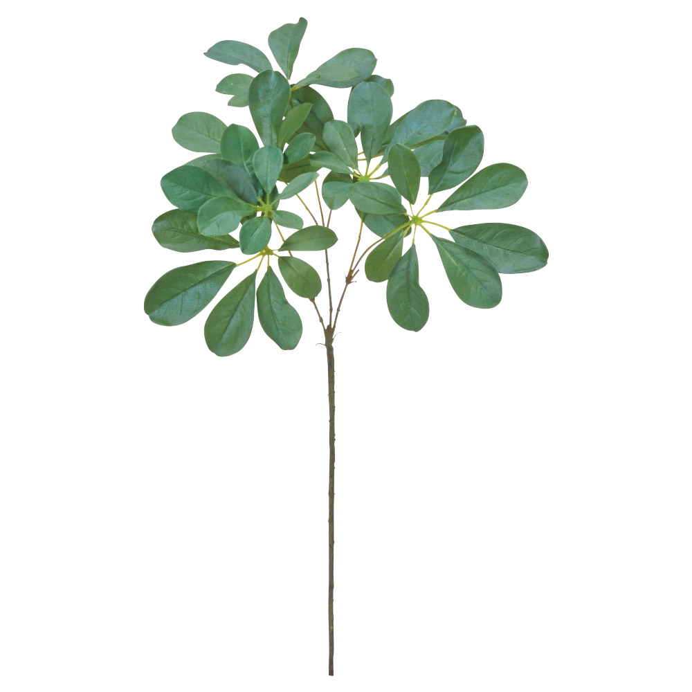 A-44759 シェフレラ