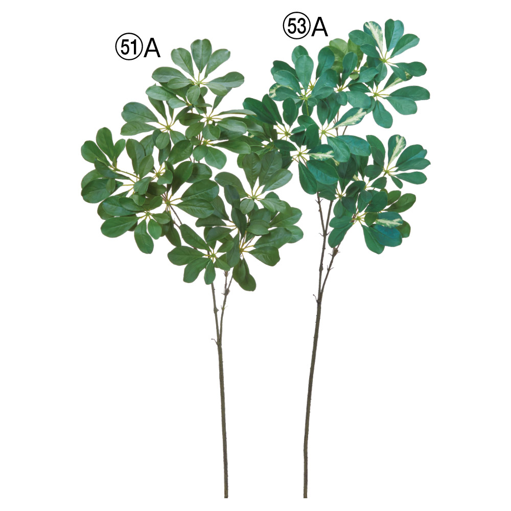 A-44760 シェフレラ