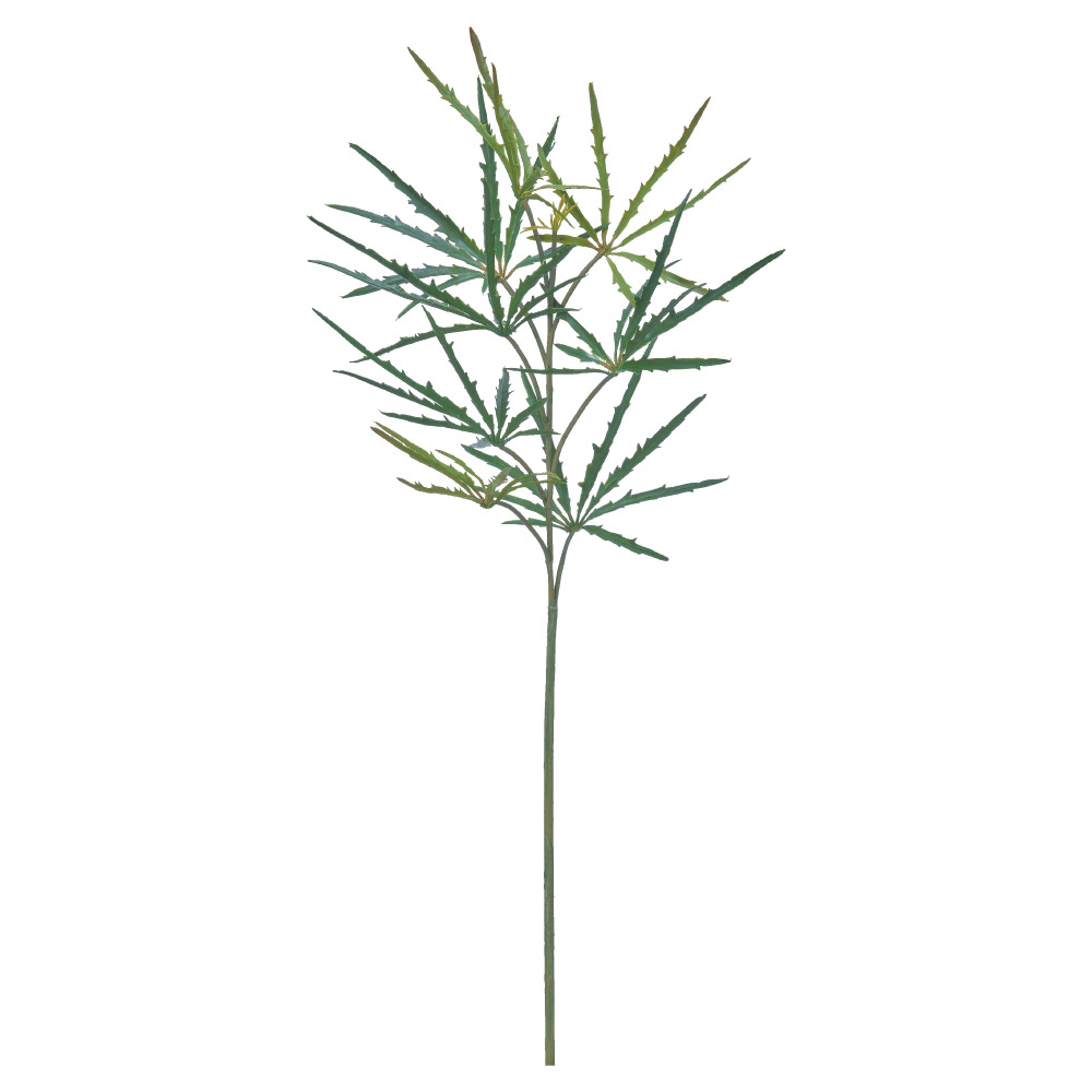 A-44767 アラレア