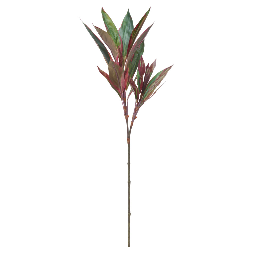 A-44770 ドラセナ