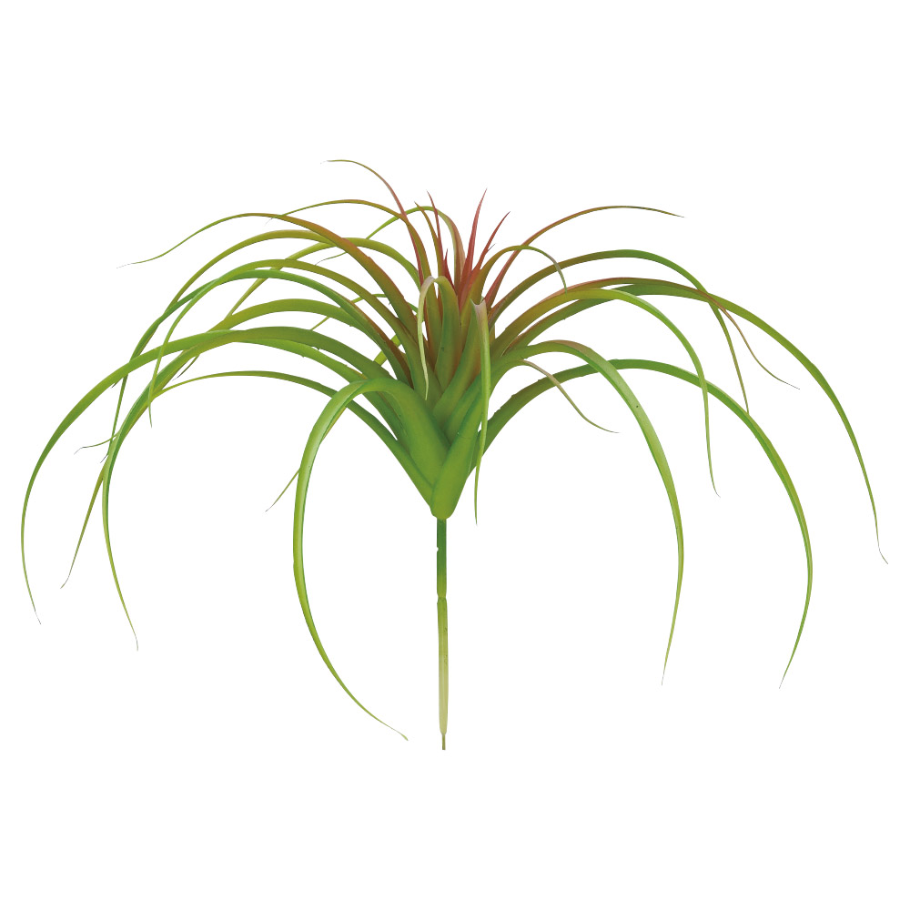 A-44785 ティランドシア