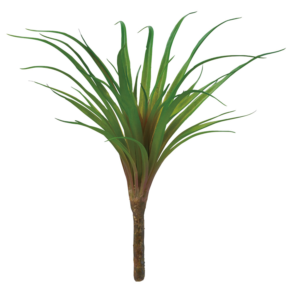 A-44793 ティランドシア