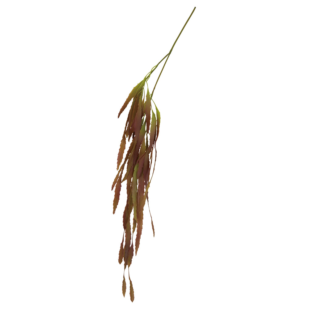 A-44798 リプサリス