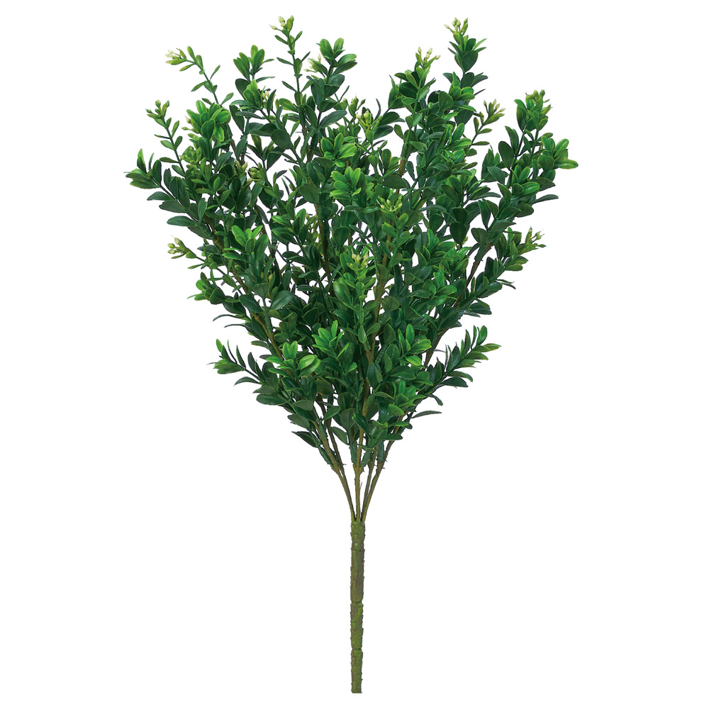 A-44819 ボックスウッドブッシュ