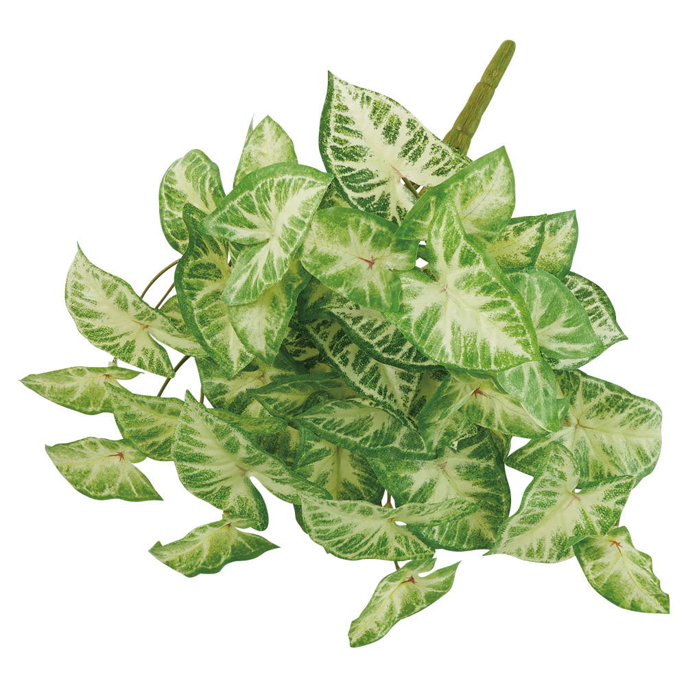 A-44829 シンゴニウムブッシュ