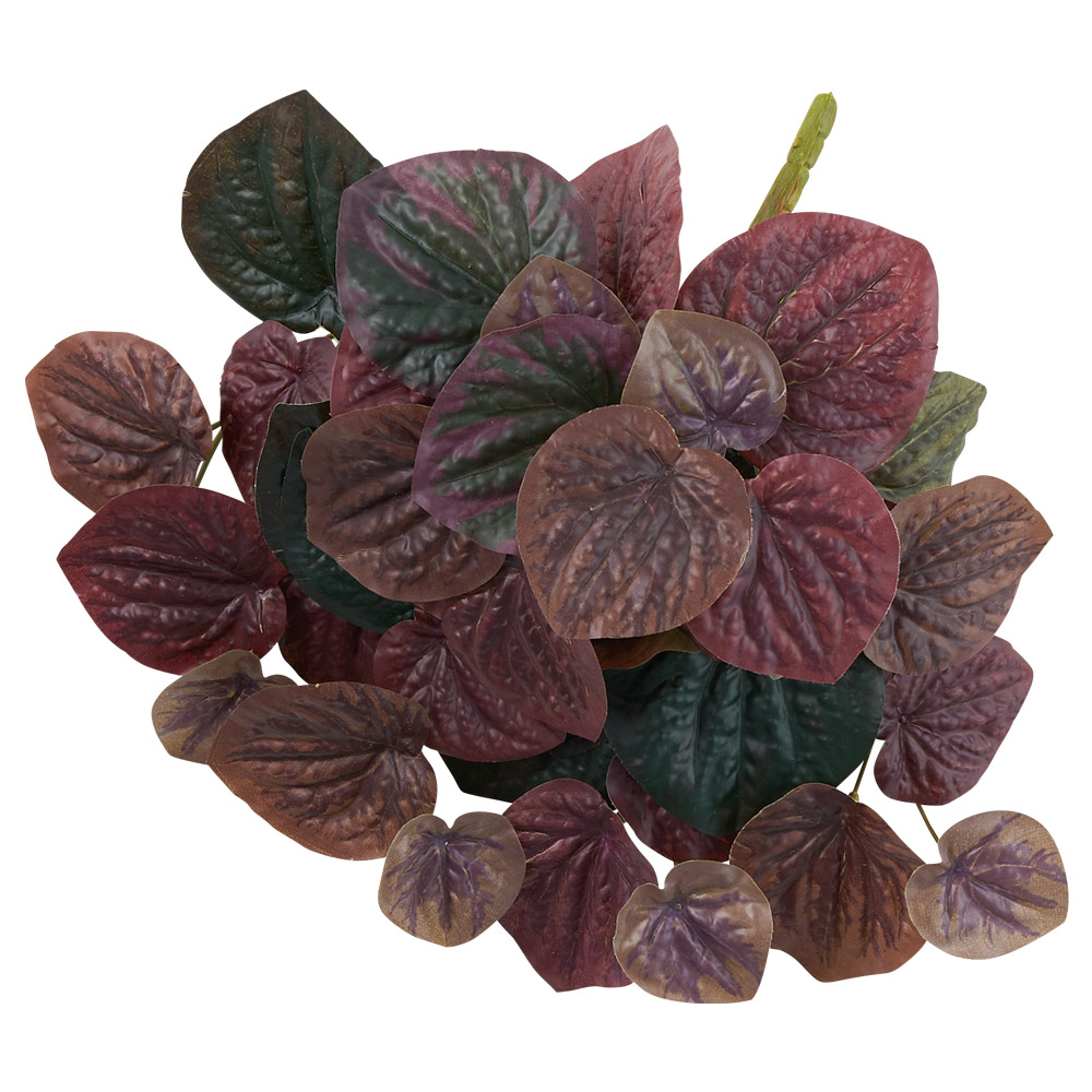 A-44830 ペペロミアブッシュ