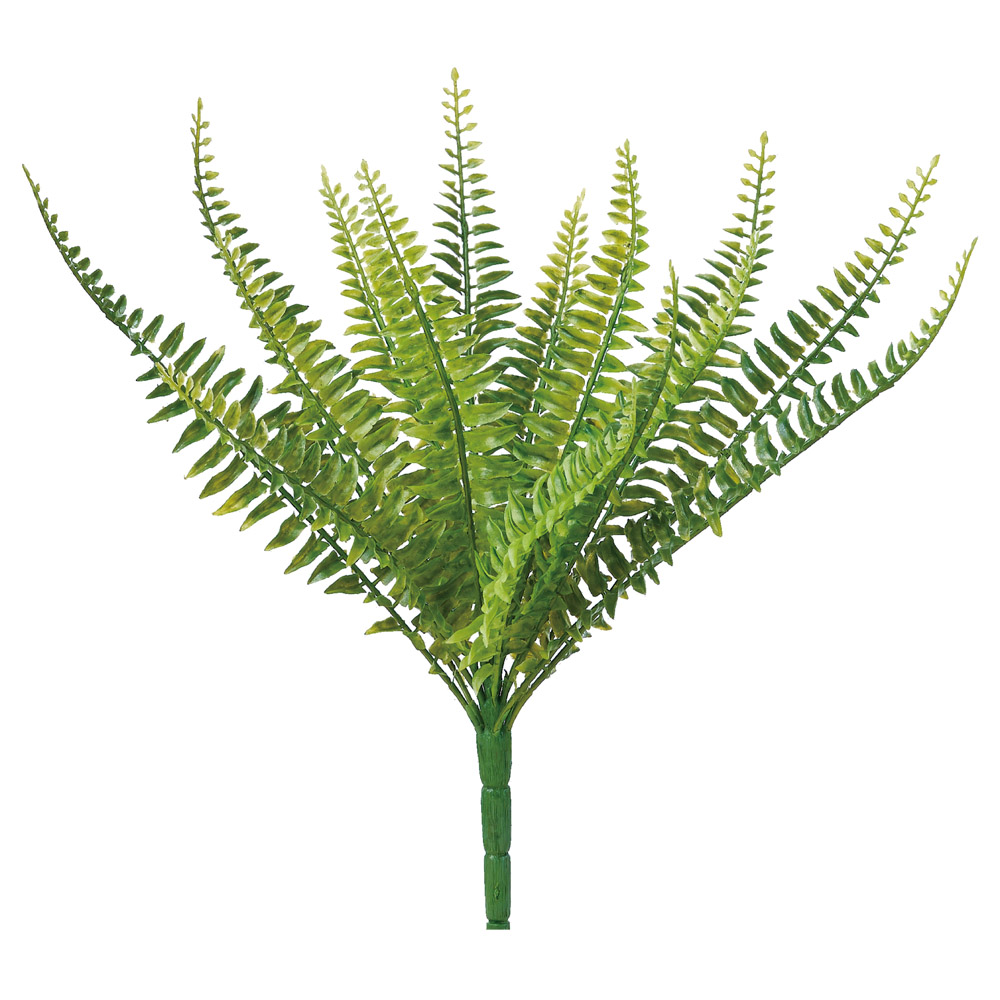 A-44855 ファーンブッシュ