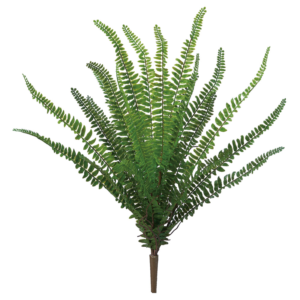 A-44869 ファーンブッシュ