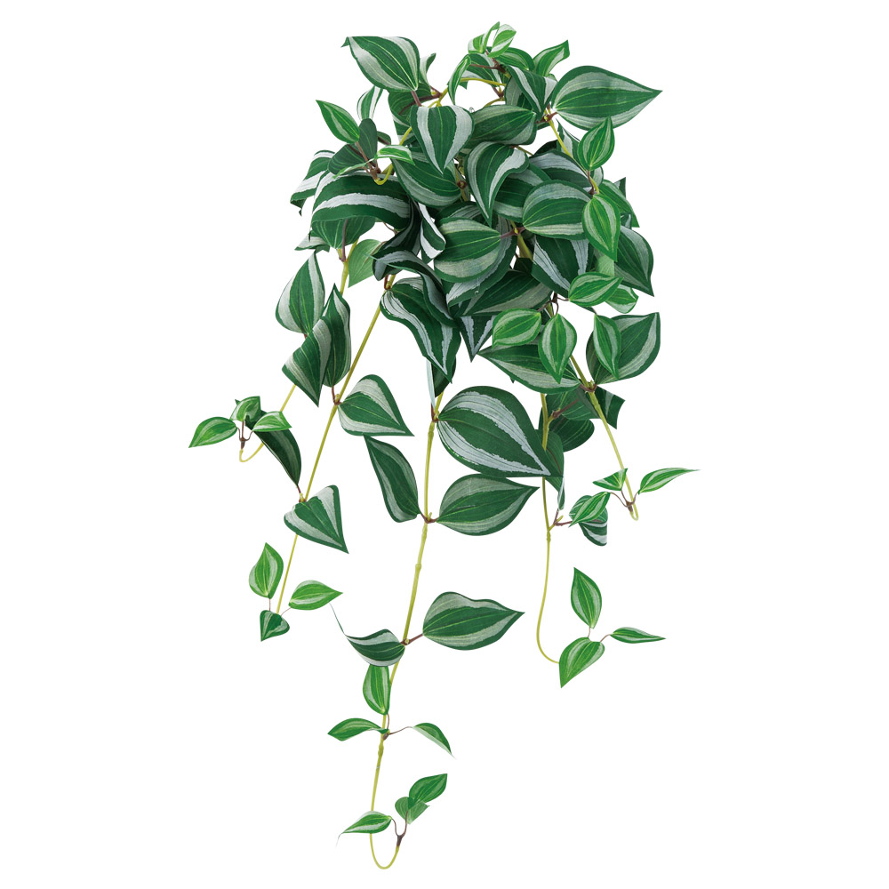 A-44879 トラディスカンティアハンギングブッシュ