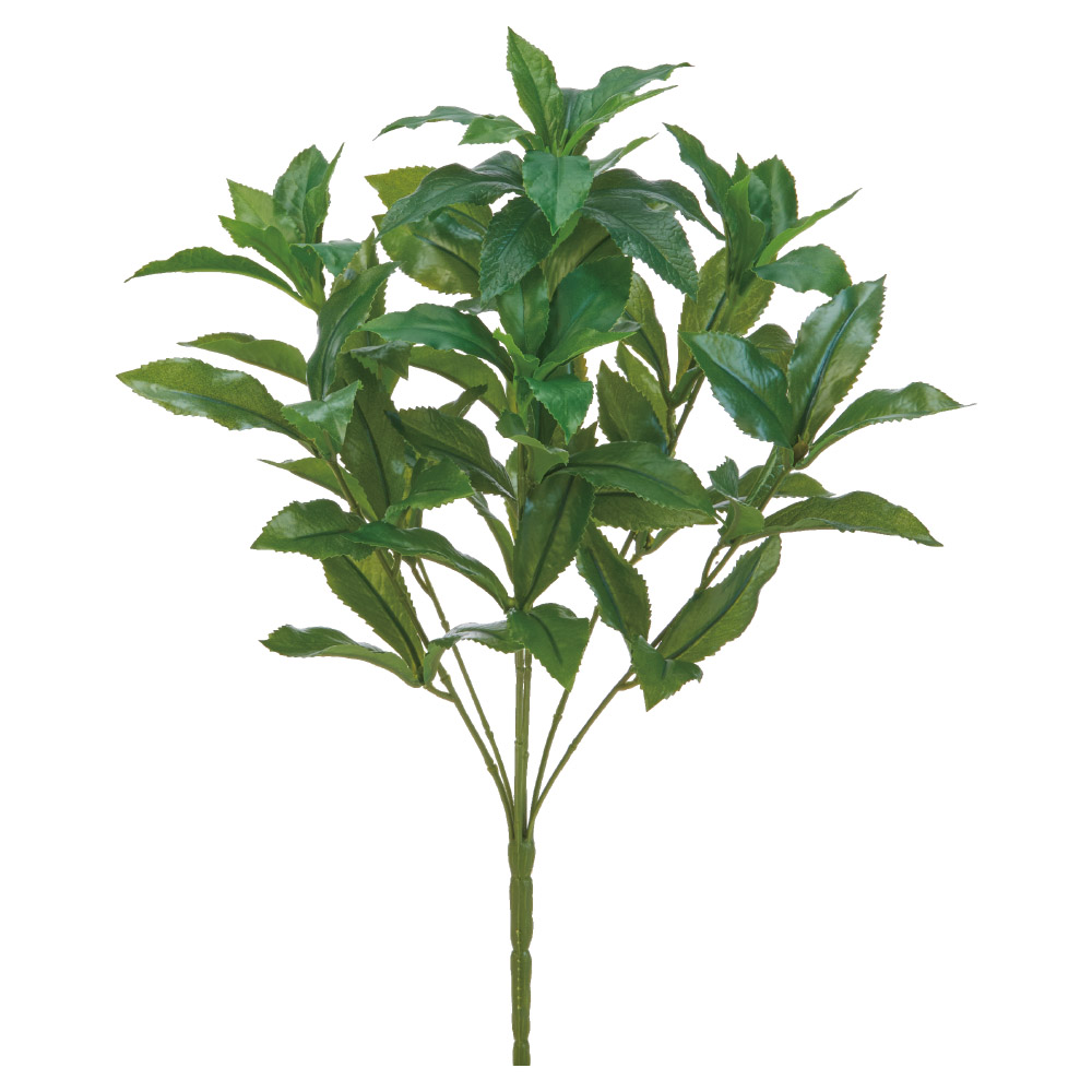 A-44891 アセビブッシュ