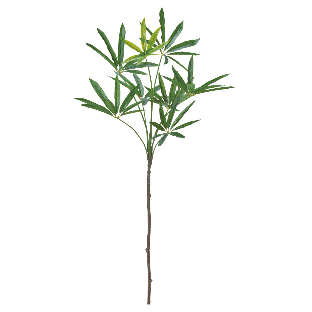 A-44894 シェフレラ