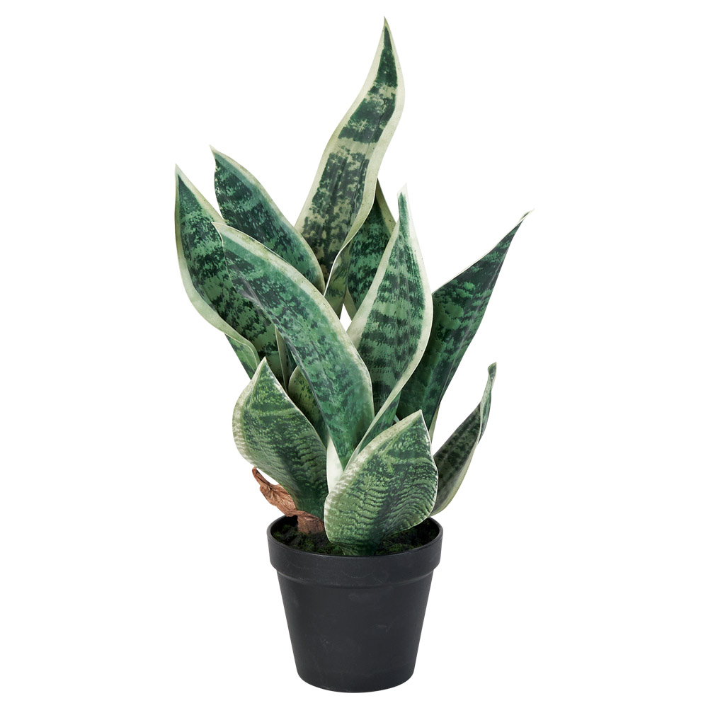 A-51149 サンセベリア（ポット付）